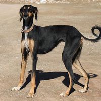 Cielo Smith的照片