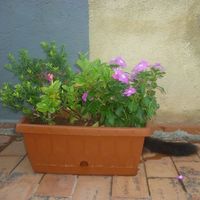 Liliana Mezzatesta的照片