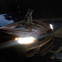 Ahmed Salam的照片