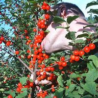 Paul Ellsworth Pugh II's Photo