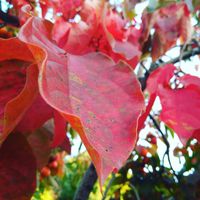 Cris Campos的照片