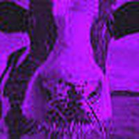 La.vaca.morada's Photo