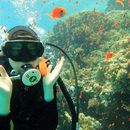 Zdjęcie z wydarzenia Diving, Discovering the blue World 