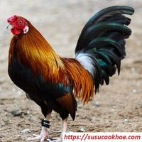 susu caokhoe's Photo