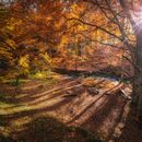 Autumn walk in Surrey woods的照片