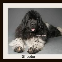 Hidden Aker's Newfoundlands's Photo