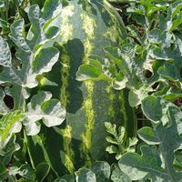 Nihal Mahmoud的照片