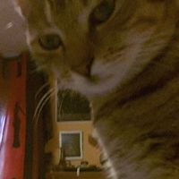 Alessia Marchitiello的照片