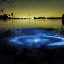 Kumbalangi Kavaru (Bioluminescence) 's picture