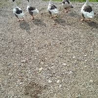 Terry O'Hara的照片