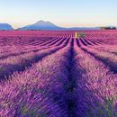 Rent A Car & Go To Lavender Fields 's picture