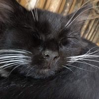 Antoine Couet's Photo