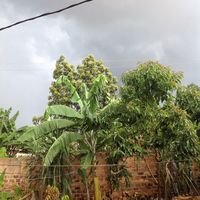 Fotos de Dianah root