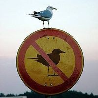 Alva Nedopanelovala's Photo