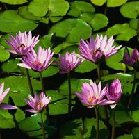 Zdjęcia użytkownika ali mehrvarzan