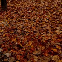 Le foto di Mukarrama Davoud