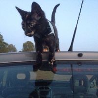 Mario Gómez's Photo