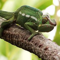 Photos de Meletmax Enbinome