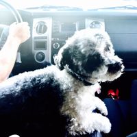 Koh Geok Ling的照片