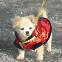 Lion's Mane Jellyfish's Photo