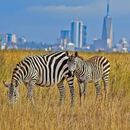 Nairobi National Park DAY TRIP's picture