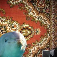 Sniffer Ofweedndolphins's Photo