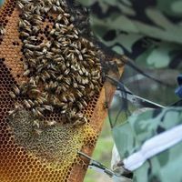 Pedro Manriquez的照片