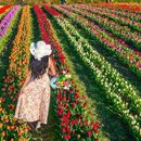 Day Out @ Biggest Tulips Festival near London的照片