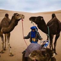 mohamed Desert's Photo