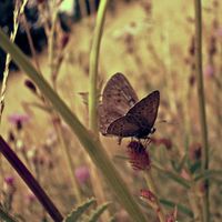 Fatimah Abdullah的照片