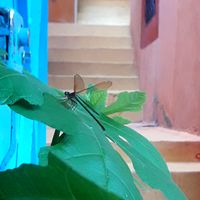 corbé gwen的照片