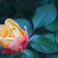 Photos de Michaela Rosa