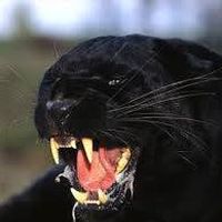 Photos de Daoudi Kamara