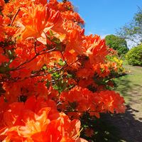 Sahra Latif的照片