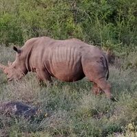 El gringo Gringo's Photo