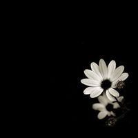 Цветелина Даржанова's Photo