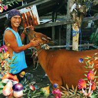 Fotos de Capsule Raman