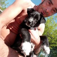 stephane Henault's Photo