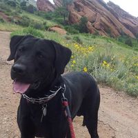 Фотографии пользователя Liz Ham