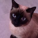 Cat Sitting's picture