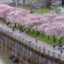 Cherry Blossoms 🌸, Saturday Market, & Lunch's picture