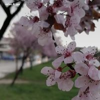 Mohammed Ali的照片