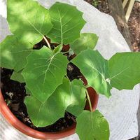 Fotos von amin farsi