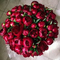 Photos de Ulker Alisher