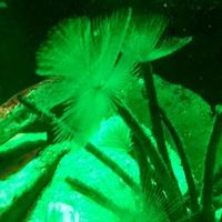 Фотографии пользователя Vixstar Barclay