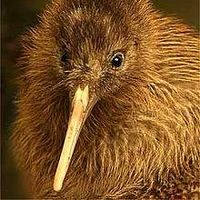 WIND-UP-BIRD's Photo