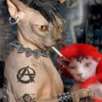 Photos de Lyshia Levesque