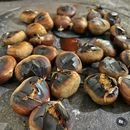 Bilder von Chestnut party by the stove