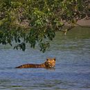 Sundarban trip from kolkata's picture