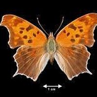 Melissa Cathcart's Photo